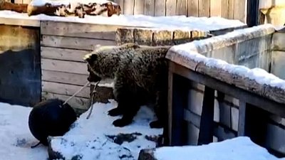 В Челябинском зоопарке медвежонок не укладывается спать