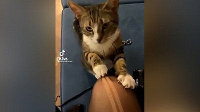 Мех и смех: дизайнерские колготки, бешеный кот и техника боя