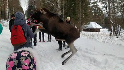 В нацпарке Зюраткуль лось напал на девочку: видео очевидцев 