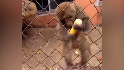 Мех и смех: плавающие свинки, злая обезьяна и кричащий пес