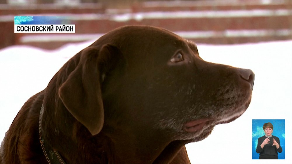 Шоколадные лабрадоры ищут новых хозяев