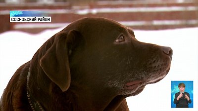 Шоколадные лабрадоры ищут новых хозяев