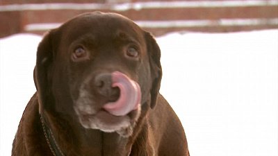 Шоколадные лабрадоры-неразлучники из Еткуля ищут дом
