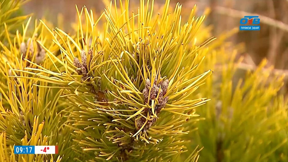 Красивый сад в любое время года в рубрике «Руки садовода»