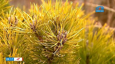 Красивый сад в любое время года в рубрике «Руки садовода»