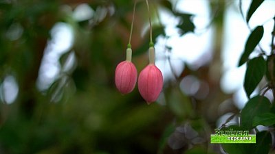 Зеленая передача 02.12.2021