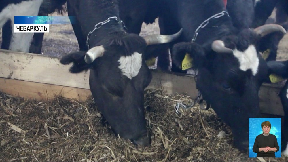 В Чебаркуле открыли животноводческий комплекс