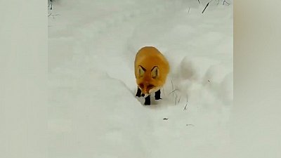 Очевидцы засняли лисицу в нацпарке «Таганай»