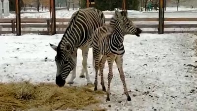 В Челябинском зоопарке выбрали имя для новорожденной зебры