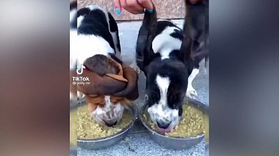 Мех и смех: скачущая овечка, неуклюжие собаки и мешающие ушки