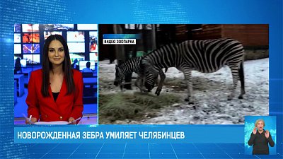 Новорожденная зебра умиляет челябинцев