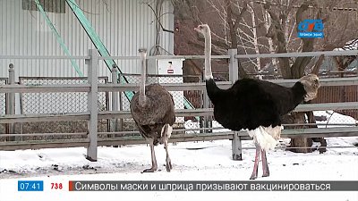 Зимовка южных животных в сюжете «Зимовка в челябинском зоопарке»
