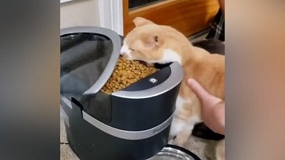 Мех и смех: голод, ведро для тигра и недоросшая игрушка