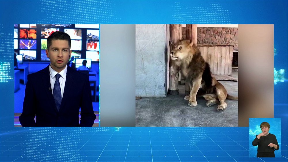 В зоопарке Челябинска умер лев Ричард