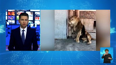 В зоопарке Челябинска умер лев Ричард