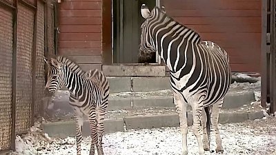 В Челябинском зоопарке рассказали о зимовке южных животных