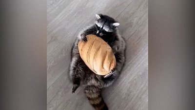 Мех и смех: кот-фигурист, две буханки и режим стирки