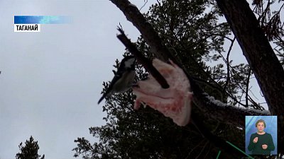 Зооволонтеры кормят птиц на Таганае