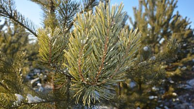 В Челябинской области усилили контроль за рубкой хвойных деревьев