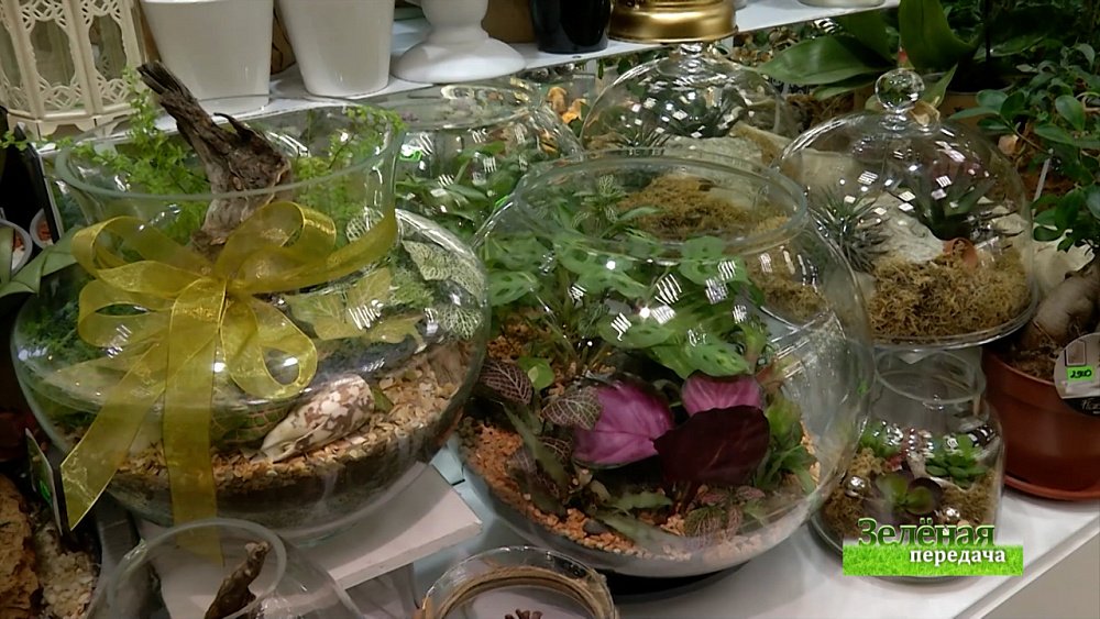 Зеленая передача 09.12.2021