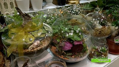 Зеленая передача 09.12.2021