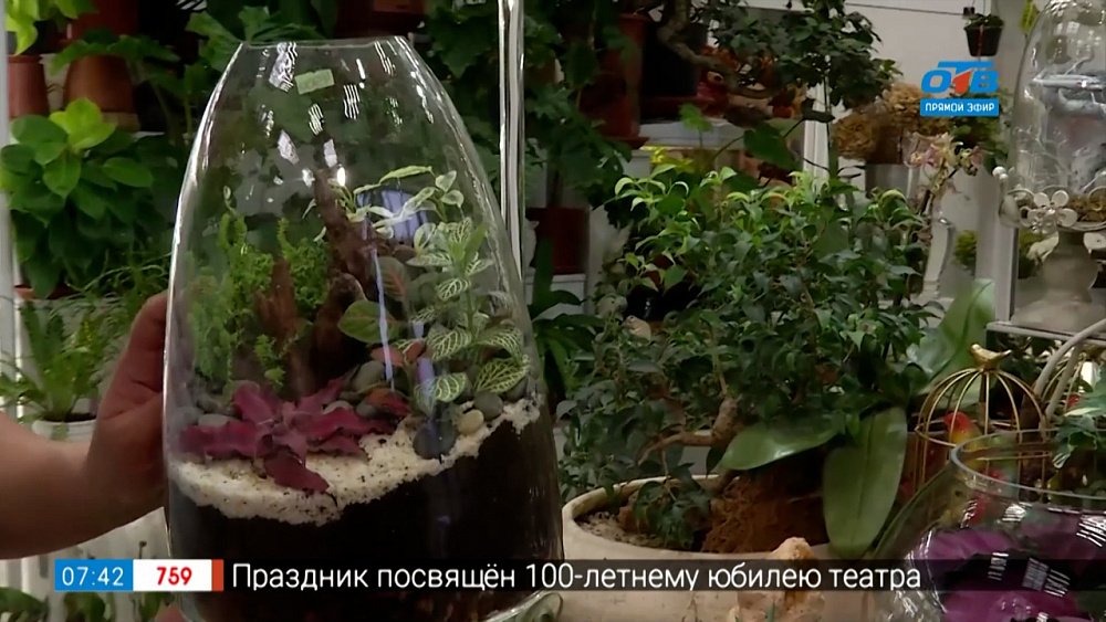 Как создать флорариум в рубрике «Руки садовода»