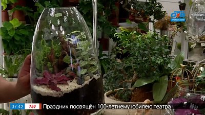 Как создать флорариум в рубрике «Руки садовода»