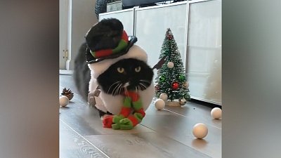 Мех и смех: ёлочный помогатор, зайчик поневоле и важный снеговик