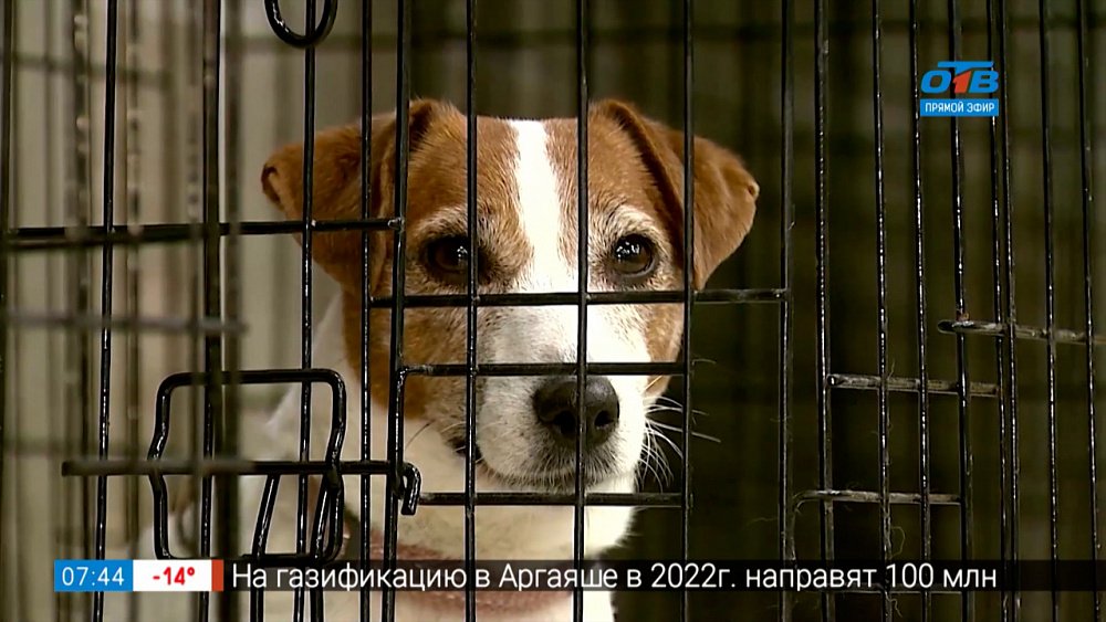 Пространство для четвероногих в сюжете «Центр для животных и их владельцев»