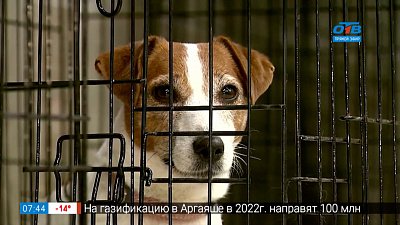 Пространство для четвероногих в сюжете «Центр для животных и их владельцев»