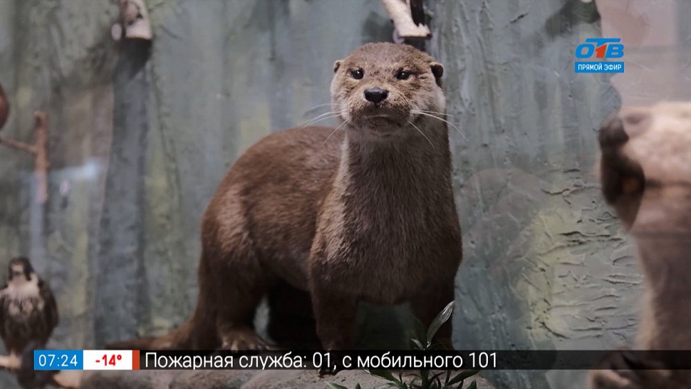 Исчезающие виды животных в сюжете «Красная книга Челябинской области»