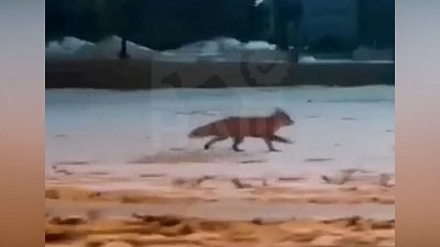 В Челябинске заметили бегущую по улицам лису