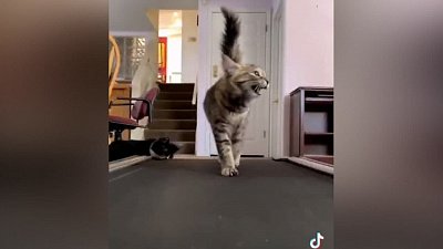 Мех и смех: пушистые спортсмены, кот-помощник и воришка еды