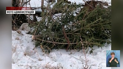 В Челябинске спилили четырехметровую ель