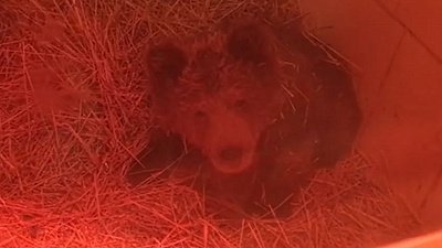 Медведь Софья в приюте «Спаси меня» готовится впасть в спячку