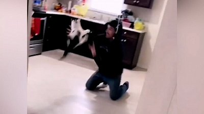 Мех и смех: катающийся кот, хлопки по животу и очередь на поцелуй