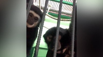 Челябинский зоопарк отпраздновал День обезьян