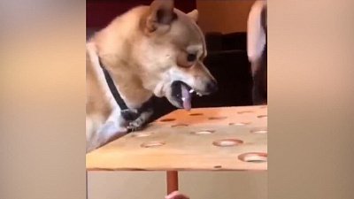 Мех и смех: мультфильм, оружие против кота и нервная игра