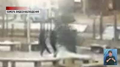 По факту спиленной ели возбудили дело