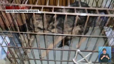 Собака сидела в запретой квартире 2 месяца