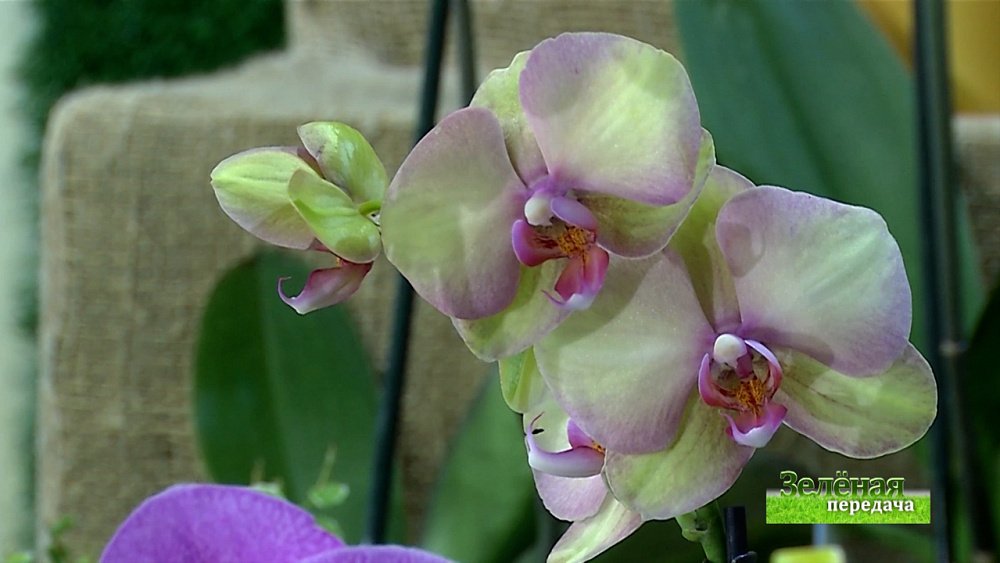 Зеленая передача 16.12.2021