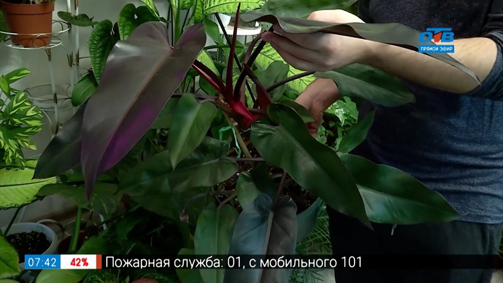 Красота бывает некапризной в рубрике «Руки садовода»