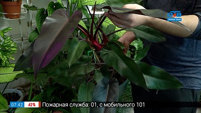 Красота бывает некапризной в рубрике «Руки садовода»