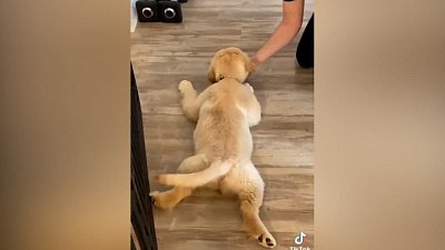 Мех и смех: кот-спортсмен, ворованная пицца и прилежная девочка