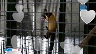В Челябинском зоопарке новая пары в сюжете «Как живут харзы»