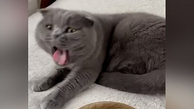 Мех и смех: радио, нелюбовь к морепродуктам и дрессированный кот