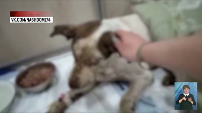 Живодеры поиздевались над собакой