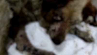 В Челябинске живодёры подожгли бездомную собаку