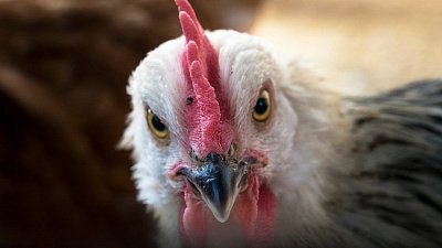 «Нагайбакский птицеводческий комплекс» наказали за использование куриного помета в качестве удобрения