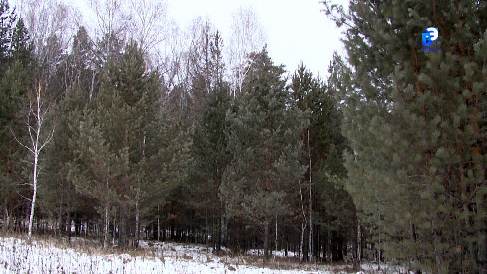 В Миасских лесах ловят чёрных лесорубов